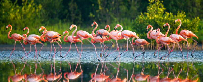 bird-sanctuary-in-india-largest-bird-sanctuary-in-india