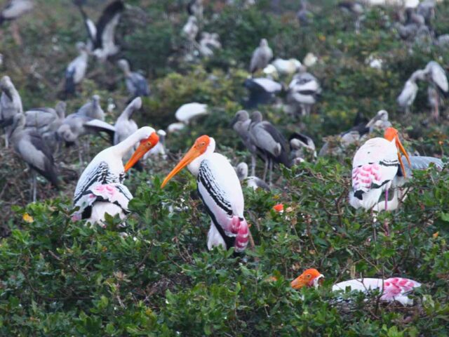 bird-sanctuary-in-india-largest-bird-sanctuary-in-india