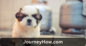 Buying a Puppy Online – How to Spot Red Flags and Stay Safe